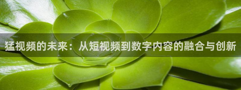 亮剑樱花视频免费观看