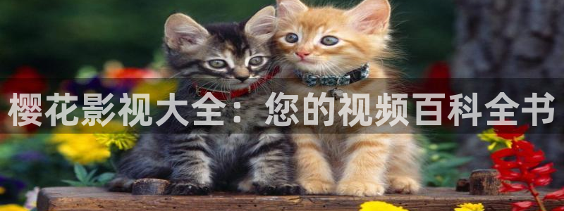 樱花视频韩剧